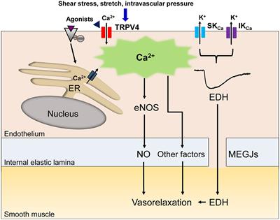 The Transient Receptor Potential Vanilloid 4 Channel and Cardiovascular Disease Risk Factors